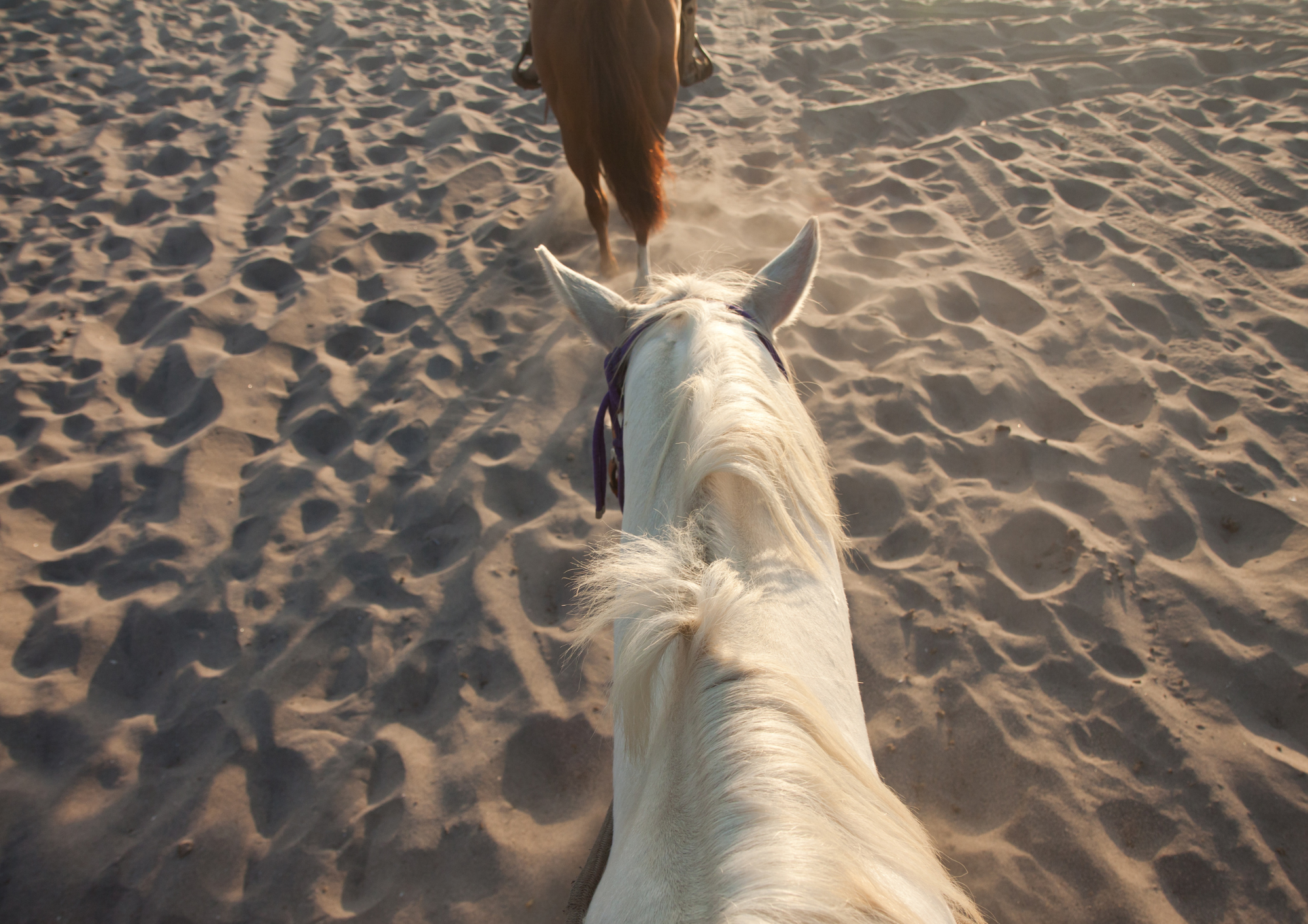 Horse Riding