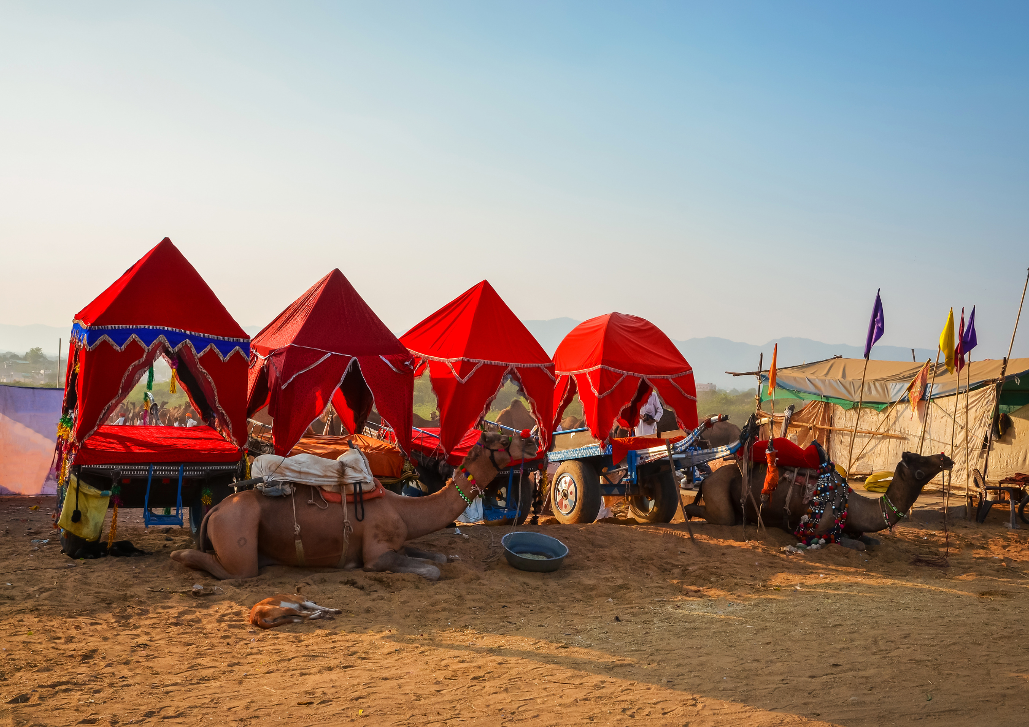 Camel Cart Safari